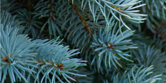 The Joyful History of Blue Christmas Trees