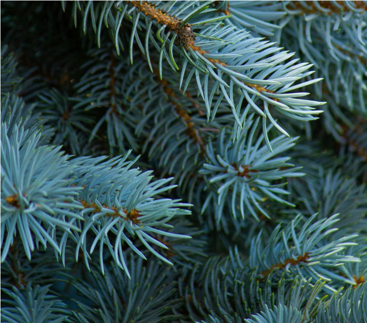 The Joyful History of Blue Christmas Trees